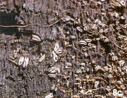 Encoelia pruinosa